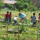 students in the school garden
