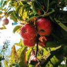 close up of apples