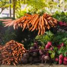 farmer's market