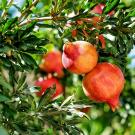 close up of a pomegranate tree
